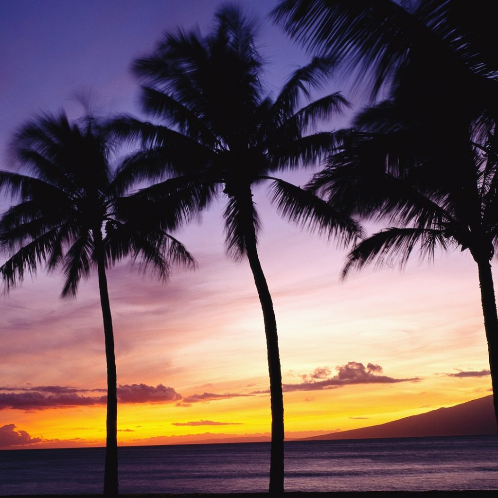 palm trees sunset 00433779