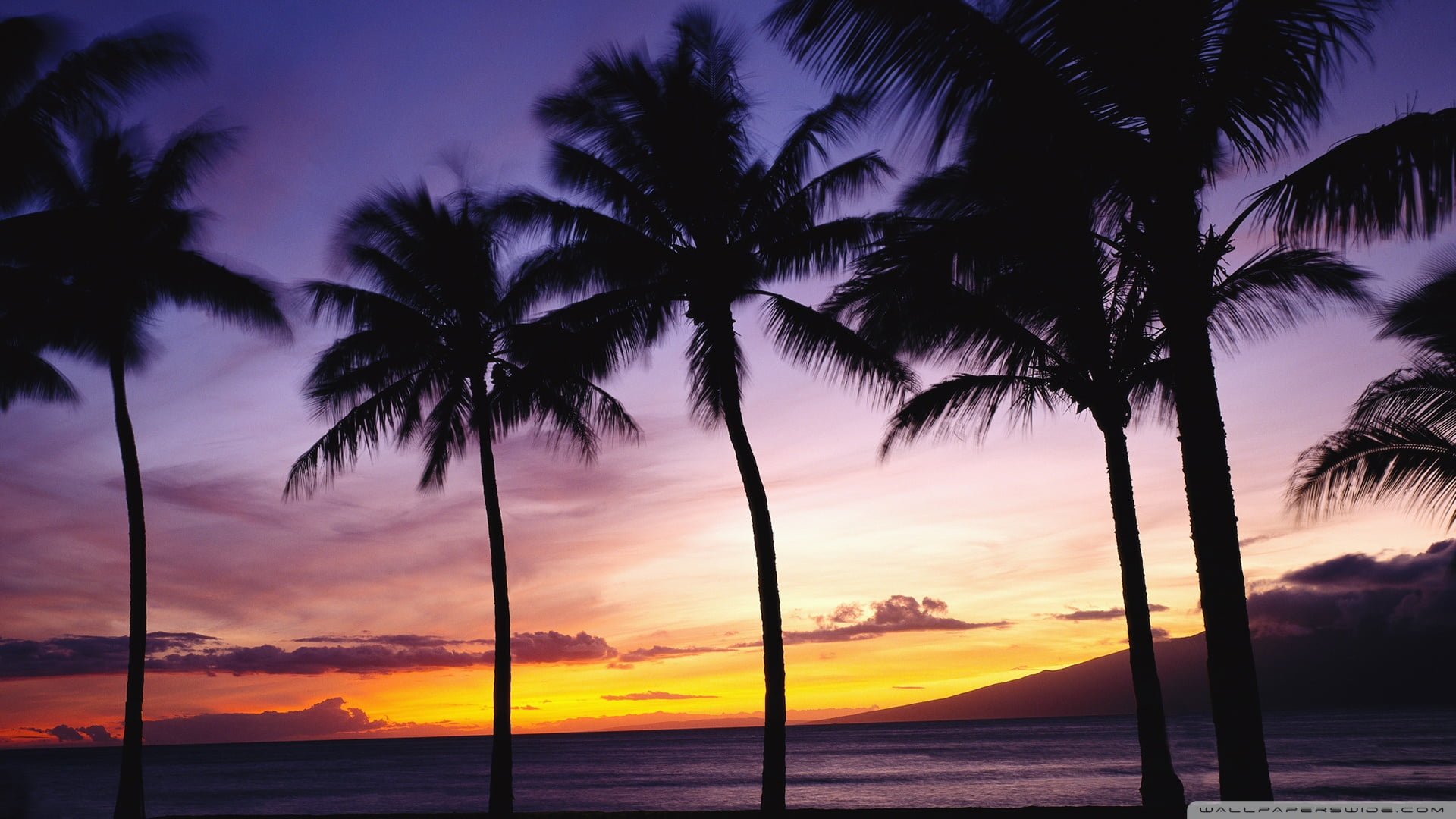 palm trees sunset 00433779