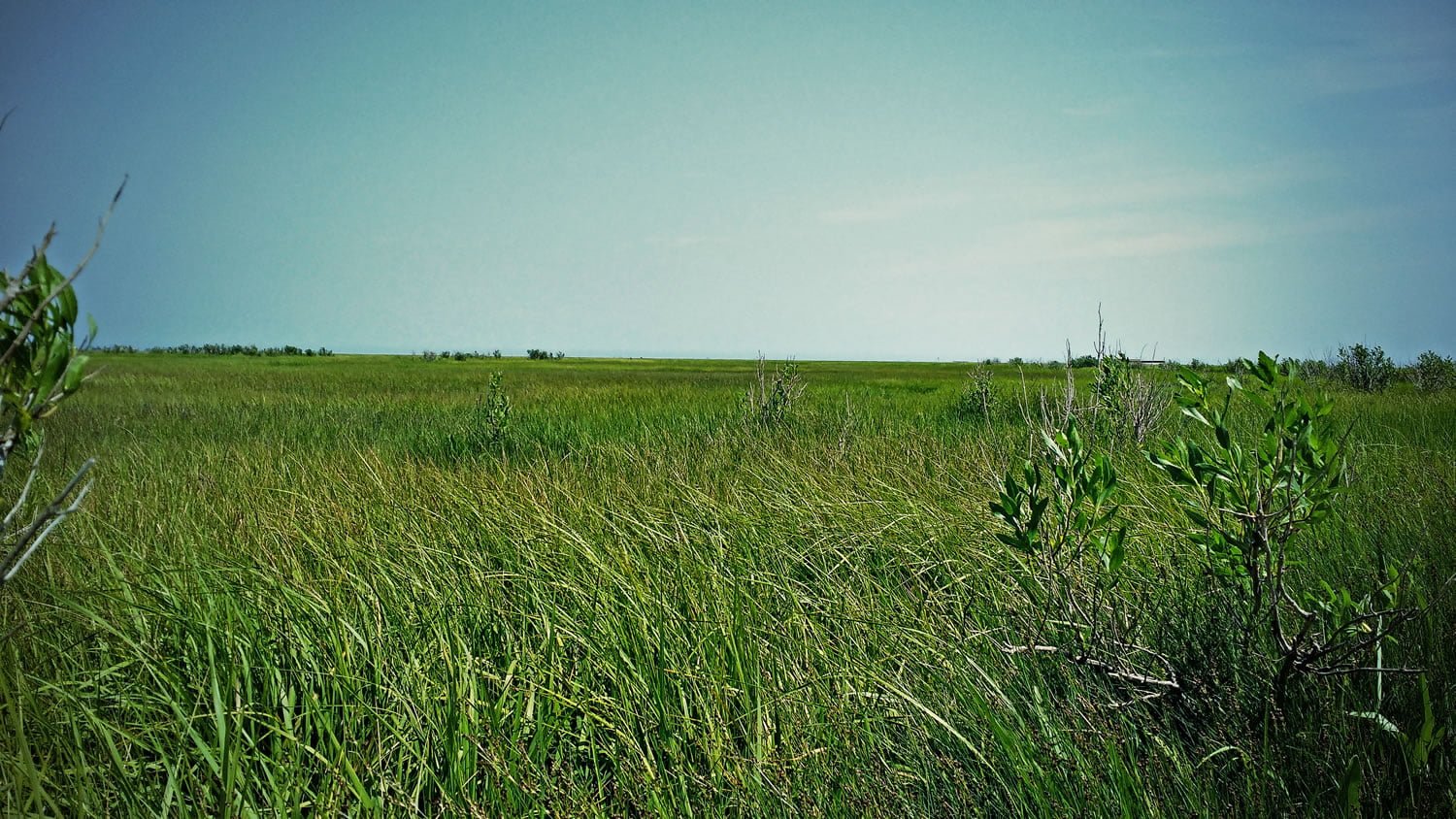 A view from the Meadow.