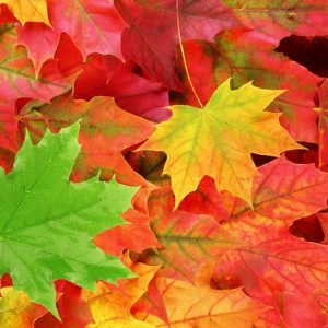 Fall Gas Saver Special