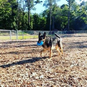 Dusty is a two year old German Shepherd visiting Sea Pirate Campground dog park…