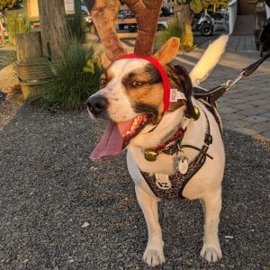 Timber is asking, “Where is Santa?”  …