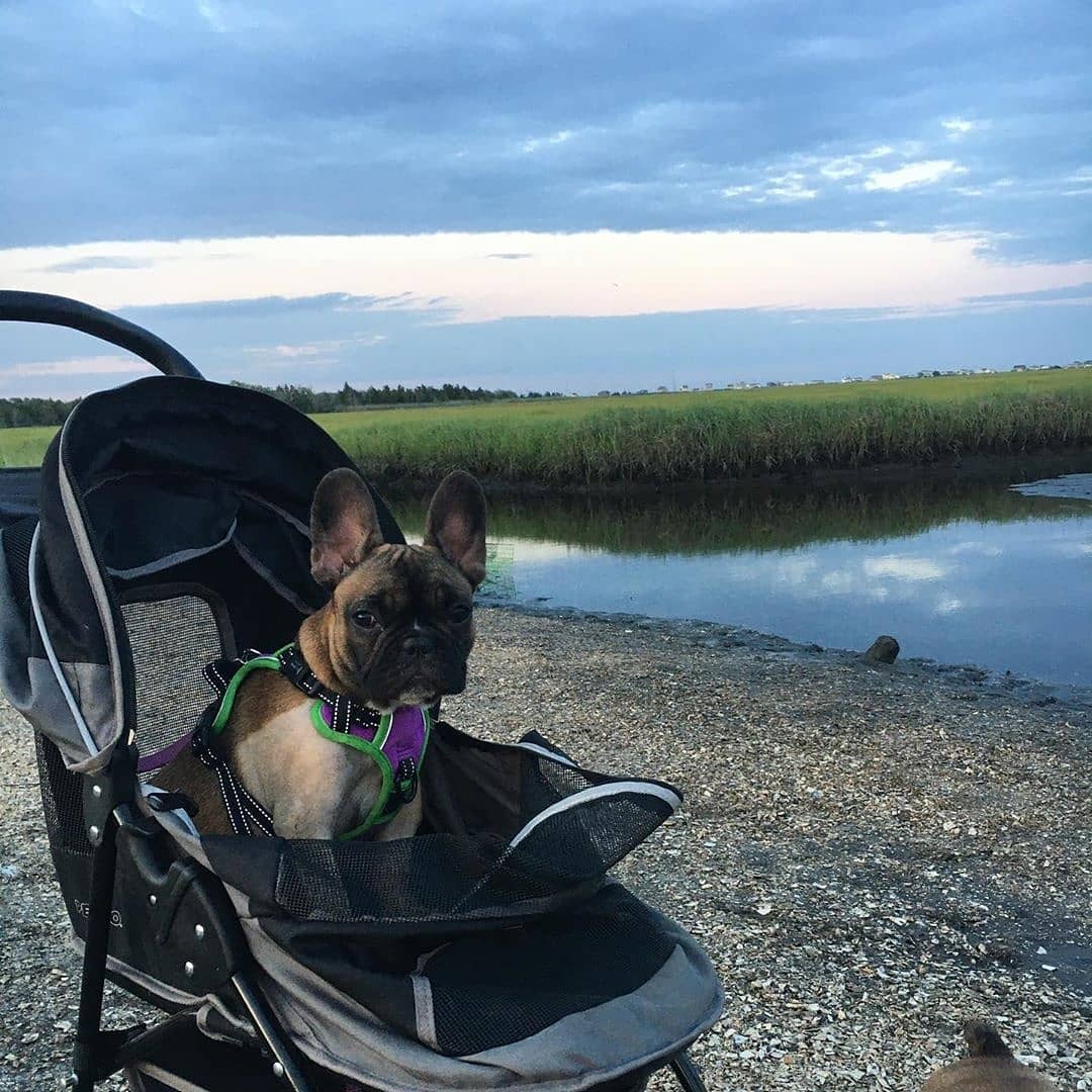 We are a pet friendly NJ campground Thank you for