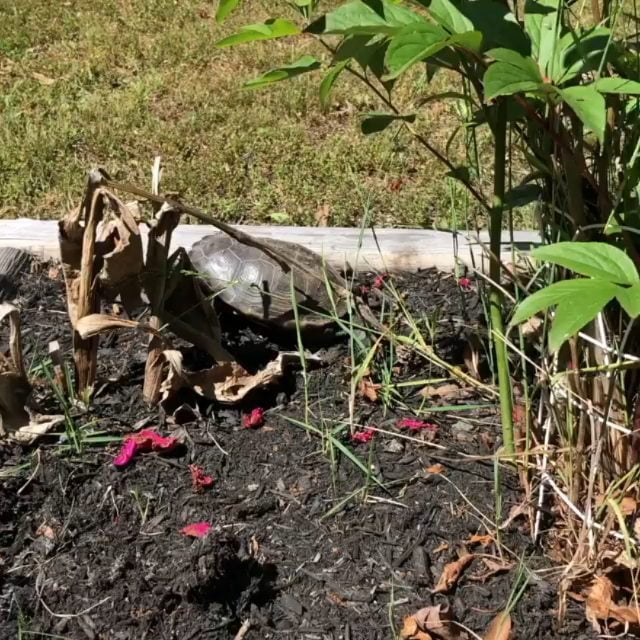 are our friends Thank you for sharing First turtle encounter