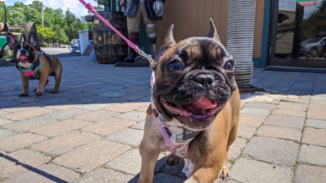 Pet-Friendly Camping 2026